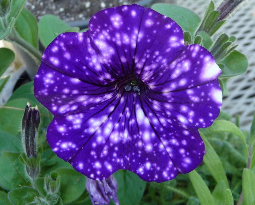 Jim's Mowing - Flower Gardens - Petunias