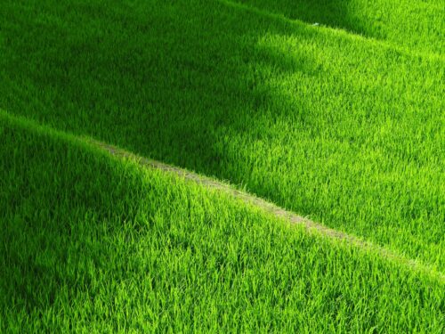 3 Lawns You Can Grow From Turf