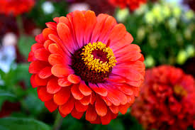 Jim's Mowing - Flower Gardens - Zinnias