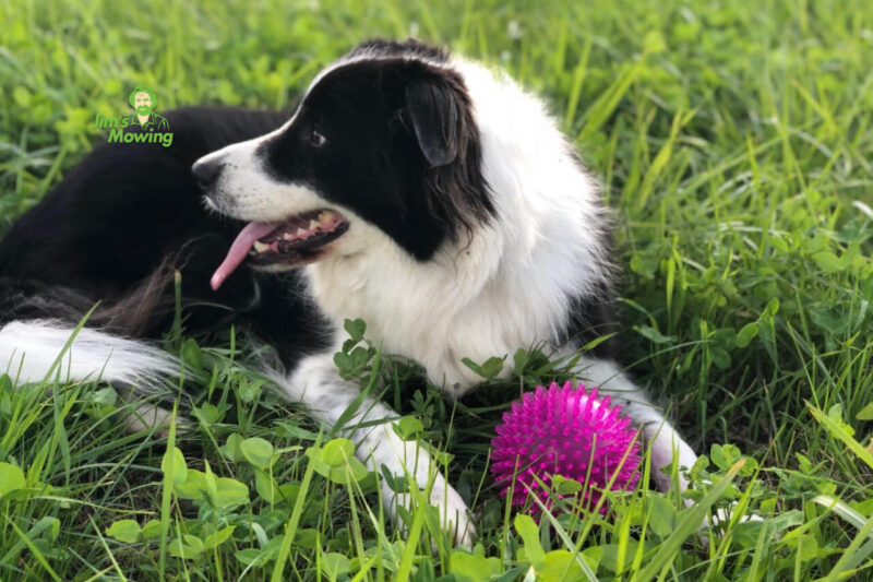 Best Grass for Dogs