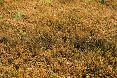 How to Revive Dead Grass