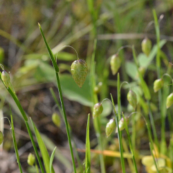 Quaking Grass (Briza maxima)