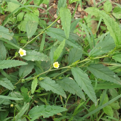 Tobacco Weed (Sida acuta)