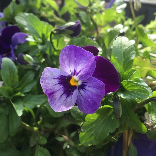 Viola