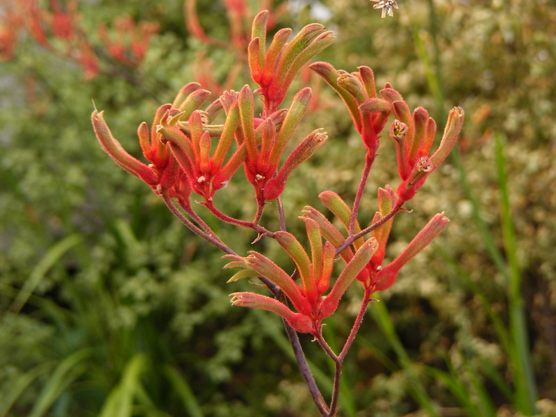 kangaroo paw (anigozanthos)