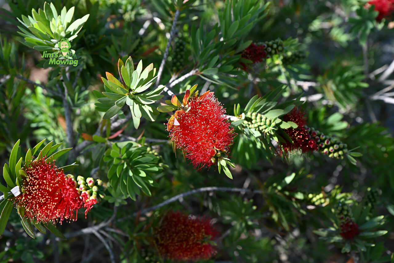 banksia (bottlebrush)