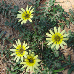 capeweed