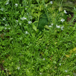 cress