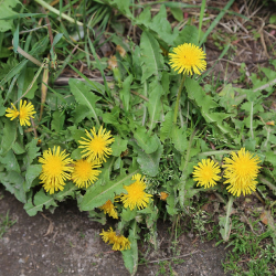 dandelion
