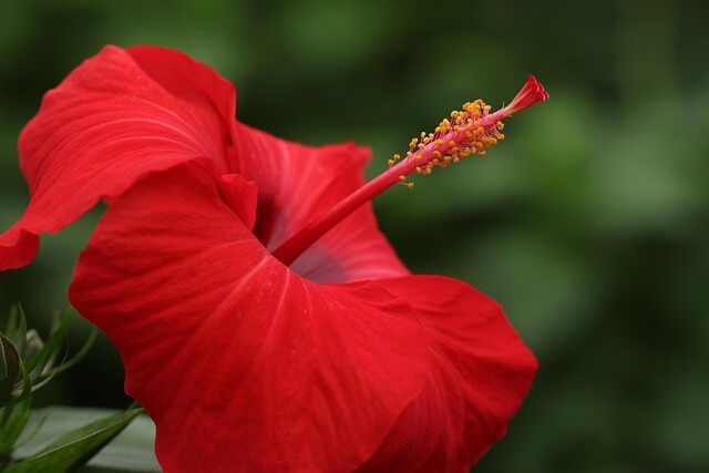 hibiscus