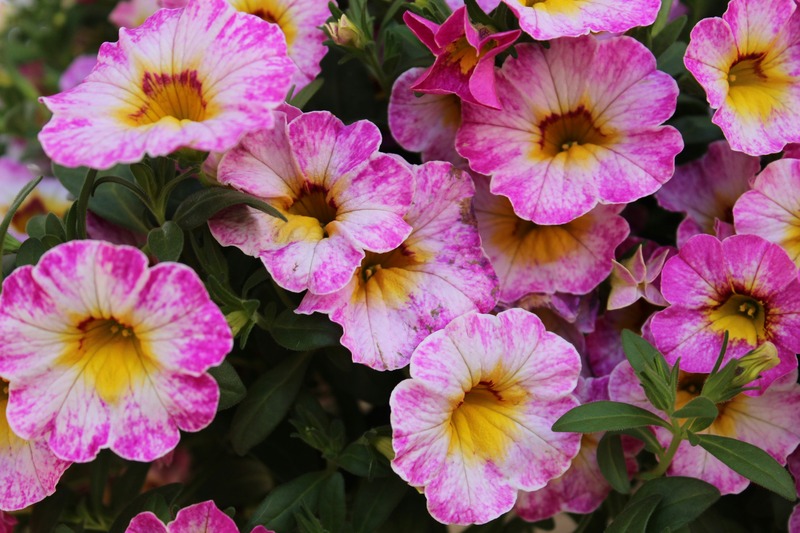 million bells - calibrachoa