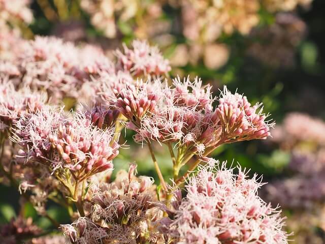 sedums