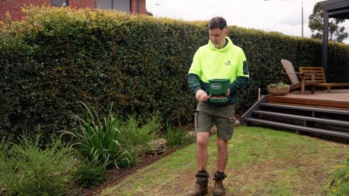 Winter Grass (Poa Annua): Why It Comes Back Every Year