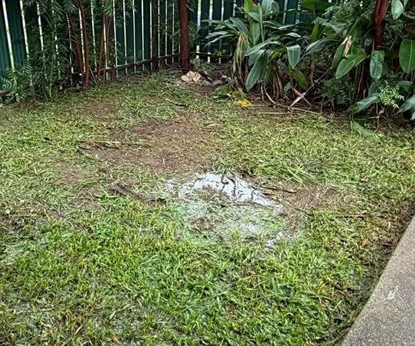 Lawn Grub Identification: Curl Grubs, Army Worms or Sod Webworm?