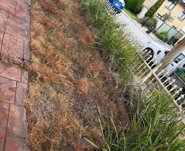 Dollar Spot Lawn Disease: Signs, Causes and Treatment