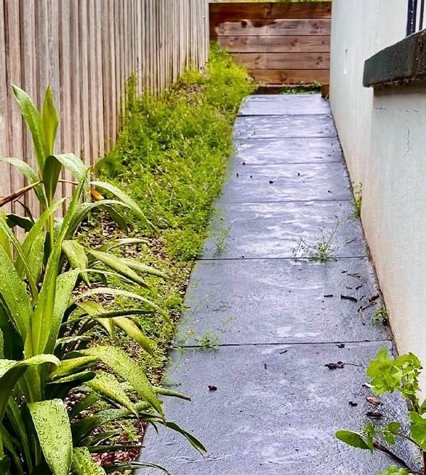 Creeping Oxalis vs Clover: How to Tell Them Apart and Treat Each